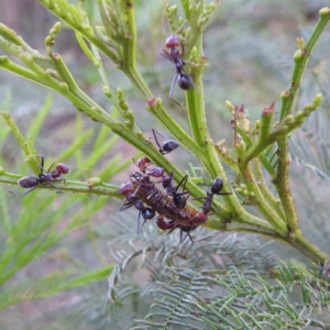 Jalmenus ictinus at Lions Youth Haven - Westwood Farm A.C.T. - 8 Dec 2023 12:42 PM