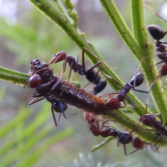 Jalmenus ictinus at Lions Youth Haven - Westwood Farm A.C.T. - 8 Dec 2023 12:42 PM