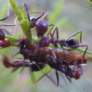 Jalmenus ictinus at Lions Youth Haven - Westwood Farm A.C.T. - 8 Dec 2023 12:42 PM