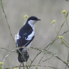 Lalage tricolor (White-winged Triller) at Tuggeranong, ACT - 11 Dec 2023 by HelenCross