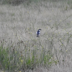 Lalage tricolor at Lions Youth Haven - Westwood Farm A.C.T. - 12 Dec 2023