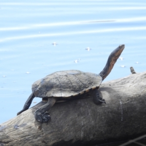 Chelodina longicollis at Lions Youth Haven - Westwood Farm A.C.T. - 8 Dec 2023 02:02 PM