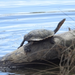 Chelodina longicollis at Lions Youth Haven - Westwood Farm A.C.T. - 8 Dec 2023 02:02 PM