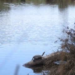 Chelodina longicollis at Lions Youth Haven - Westwood Farm A.C.T. - 8 Dec 2023 02:02 PM