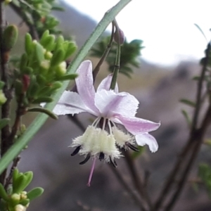 Arthropodium milleflorum at Yaouk, NSW - suppressed