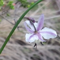 Arthropodium milleflorum at Yaouk, NSW - suppressed