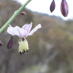 Arthropodium milleflorum at Yaouk, NSW - suppressed