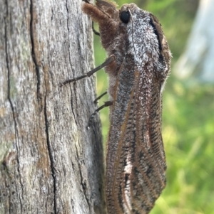 Endoxyla (genus) at Bruce Ridge to Gossan Hill - 12 Dec 2023