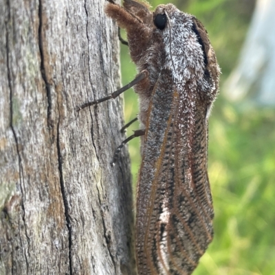 Endoxyla (genus) (Unknown Wood Moth) at Bruce Ridge to Gossan Hill - 12 Dec 2023 by JVR