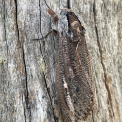 Endoxyla (genus) at Bruce Ridge to Gossan Hill - 12 Dec 2023