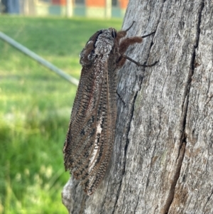 Endoxyla (genus) at Bruce Ridge to Gossan Hill - 12 Dec 2023