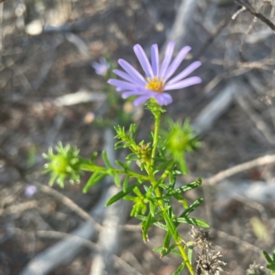 Olearia tenuifolia (Narrow-leaved Daisybush) at Bruce, ACT - 11 Dec 2023 by JVR