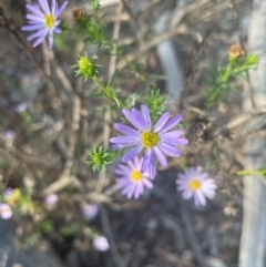 Olearia tenuifolia at Bruce Ridge to Gossan Hill - suppressed