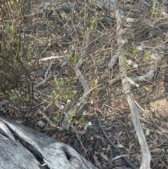 Olearia tenuifolia at Bruce Ridge to Gossan Hill - suppressed