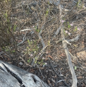 Olearia tenuifolia at Bruce Ridge to Gossan Hill - 11 Dec 2023