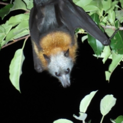 Pteropus poliocephalus (Grey-headed Flying-fox) at Braidwood, NSW - 12 Dec 2023 by MatthewFrawley