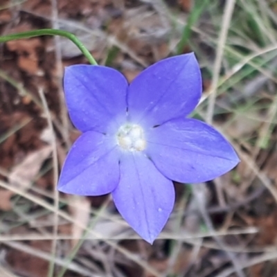 Wahlenbergia planiflora subsp. planiflora (Flat Bluebell) at Yaouk, NSW - 11 Dec 2023 by JARS