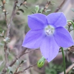 Wahlenbergia planiflora subsp. planiflora at Yaouk, NSW - 11 Dec 2023