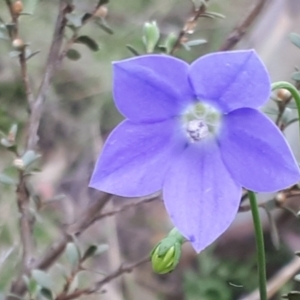 Wahlenbergia planiflora subsp. planiflora at Yaouk, NSW - 11 Dec 2023