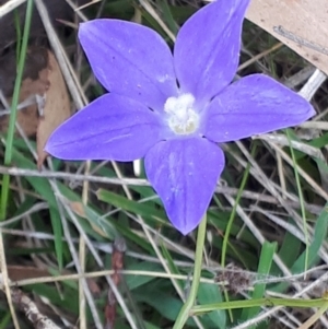 Wahlenbergia planiflora subsp. planiflora at Yaouk, NSW - 11 Dec 2023