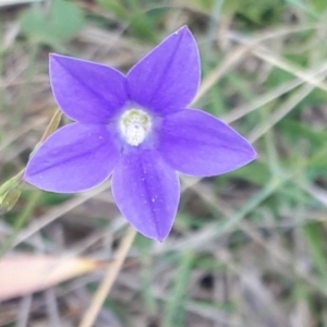 Wahlenbergia planiflora subsp. planiflora at Yaouk, NSW - 11 Dec 2023