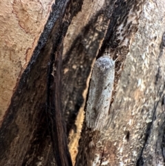 Philobota philostaura (A Concealer moth (Philobota group)) at Corroboree Park - 7 Dec 2023 by Pirom