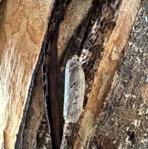 Philobota philostaura at Corroboree Park - 7 Dec 2023 04:45 PM