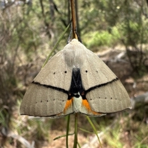 Gastrophora henricaria at Mount Ainslie - 3 Dec 2023 02:40 PM