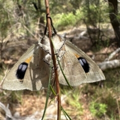 Gastrophora henricaria at Mount Ainslie - 3 Dec 2023 02:40 PM