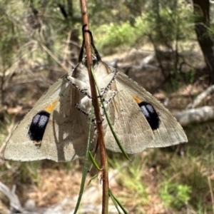 Gastrophora henricaria at Mount Ainslie - 3 Dec 2023