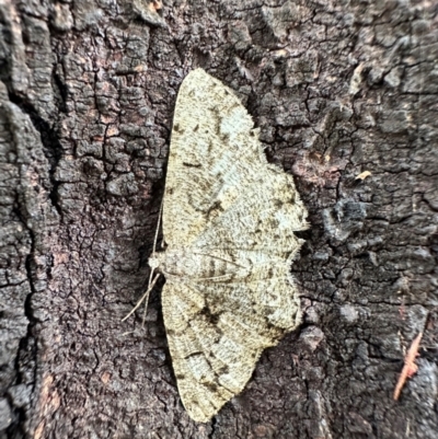 Unplaced externaria (Mahogany Bark Moth (formerly Hypomecis externaria)) at Ainslie, ACT - 7 Dec 2023 by Pirom