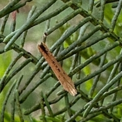 Zelleria cynetica (Rectangular Ermine Moth) at Ainslie, ACT - 7 Dec 2023 by Pirom