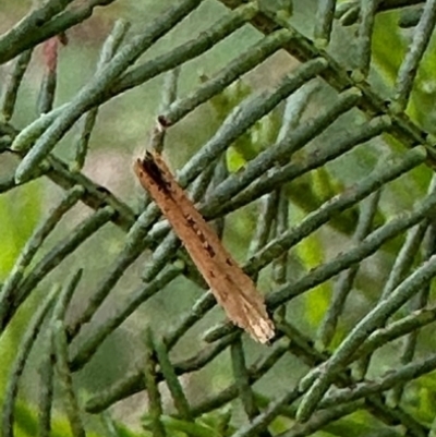 Zelleria cynetica (Rectangular Ermine Moth) at Corroboree Park - 7 Dec 2023 by Pirom