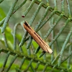 Zelleria cynetica at Corroboree Park - 7 Dec 2023