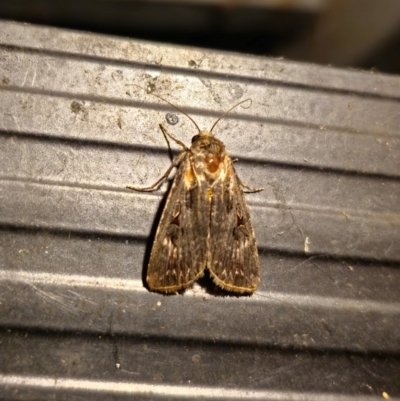 Agrotis (genus) at Captains Flat, NSW - 12 Dec 2023 by Csteele4