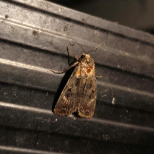 Agrotis (genus) at QPRC LGA - 12 Dec 2023 09:40 PM