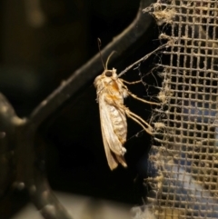 Agrotis (genus) at QPRC LGA - 12 Dec 2023