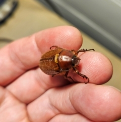 Melolonthini (tribe) (Cockchafer) at Braidwood, NSW - 12 Dec 2023 by MatthewFrawley