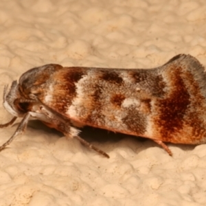 Acmotoma magniferella at Ainslie, ACT - 10 Dec 2023