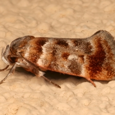 Acmotoma magniferella (Acmotoma magniferella) at Ainslie, ACT - 10 Dec 2023 by jb2602