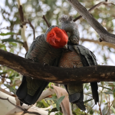 Callocephalon fimbriatum (Gang-gang Cockatoo) at Hughes, ACT - 11 Dec 2023 by LisaH