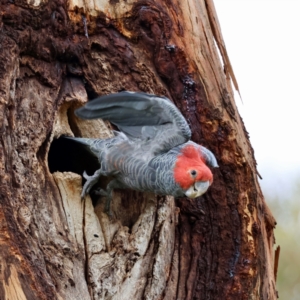 Callocephalon fimbriatum at Hughes, ACT - 12 Dec 2023