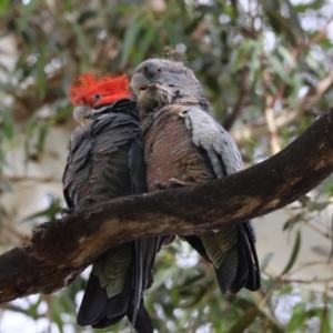 Callocephalon fimbriatum at Hughes, ACT - 12 Dec 2023