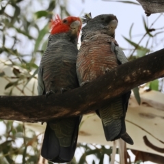 Callocephalon fimbriatum at Hughes, ACT - 12 Dec 2023