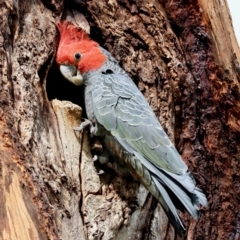 Callocephalon fimbriatum at Hughes, ACT - suppressed