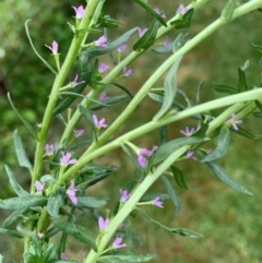 Lythrum hyssopifolia (Small Loosestrife) at Corrowong, NSW - 7 Dec 2023 by BlackFlat