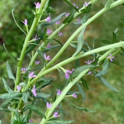 Lythrum hyssopifolia (Small Loosestrife) at Black Flat at Corrowong - 7 Dec 2023 by BlackFlat