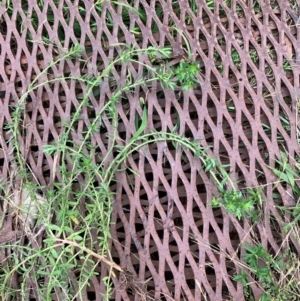 Lythrum hyssopifolia at Black Flat at Corrowong - 8 Dec 2023 10:00 AM