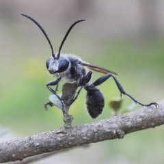 Isodontia sp. (genus) (Unidentified Grass-carrying wasp) at Lions Youth Haven - Westwood Farm A.C.T. - 12 Dec 2023 by HelenCross