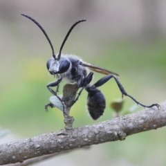 Isodontia sp. (genus) (Unidentified Grass-carrying wasp) at Lions Youth Haven - Westwood Farm - 11 Dec 2023 by HelenCross